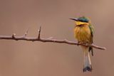 Little Bee-eater - Dwergbijeneter - Gupier nain