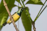 Collared Sunbird - Halsbandhoningzuiger - Souimanga  collier (m)