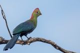 Fischers Turaco - Fischers Toerako - Touraco de Fischer