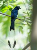 Greater Racket-tailed Drongo - Vlaggendrongo - Drongo  raquettes