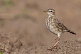 Malindi Pipit - Malindi-pieper - Pipit de Malindi