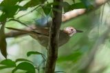 Northern Brownbul - Bruine Loofbuulbuul - Bulbul brun