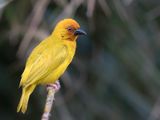 Eastern Golden Weaver - Goudwever - Tisserin jaune (m)