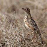 Red-winged Lark - Grote Struikleeuwerik - Alouette polyglotte