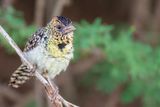 DArnauds Barbet - dArnauds Baardvoge - Barbican dArnaud