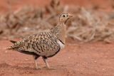 Black-faced Sandgrouse - Maskerzandhoen - Ganga  face noire (f)