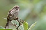 Streaky Seedeater - Gestreepte Kanarie - Serin stri