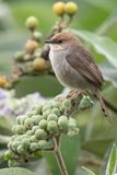 Hunters Cisticola - Hunters Graszanger - Cisticole de Hunter