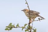 Stout Cisticola - Grote Graszanger - Cisticole robuste