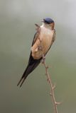 African Red-rumped Swallow - Afrikaanse Roodstuitzwaluw - Hirondelle de Rppell
