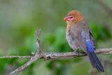 Purple Grenadier - Blauwbuikgranaatastrild - Cordonbleu violac (f)