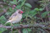 Red-billed Quelea - Roodbekwever - Travailleur  bec rouge (m)