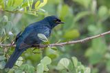 Black Cuckooshrike - Kaapse Rupsvogel - chenilleur  paulettes jaunes (m)