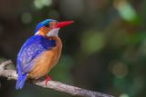 Malachite Kingfisher - Malachietijsvogel - Martin-pcheur hupp