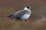 Parasitic Jaeger - Kleine Jager - Labbe parasite
