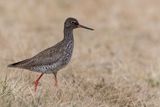 Common Redshank - Tureluur - Chevalier gambette