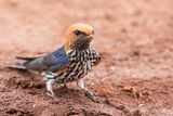 Lesser Striped Swallow - Savannezwaluw - Hirondelle strie