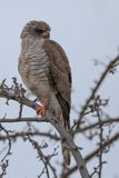 Gabar Goshawk - Gabarhavik - Autour gabar (imm)
