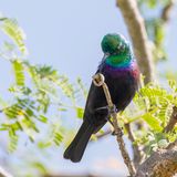 Tsavo Sunbird - Tsavopurperbandhoningzuiger - Souimanga du Tsavo (m)