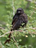Fork-tailed Drongo - Fluweeldrongo - Drongo brillant