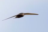 African  Black Swift - Kaapse Gierzwaluw - Martinet du Cap
