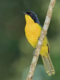 Black-fronted Bushshrike - Reichenows Bosklauwier - Gladiateur  front noir
