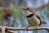 Bar-throated Apalis - Halsbandapalis - Apalis  collier