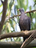 African Olive Pigeon - Olijfduif - Pigeon rameron