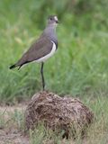 Senegal Lapwing - Rouwkievit - Vanneau terne