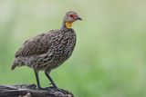 Yellow-necked Spurfowl - Geelkeelfrankolijn - Francolin  cou jaune