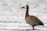 White-faced Whistling Duck - Witwangfluiteend - Dendrocygne veuf