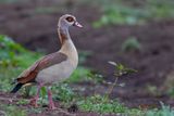 Egyptian Goose - Nijlgans - Ouette dgypte
