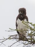 Black-chested Snake Eagle - Zwartborstslangenarend - Circate  poitrine noire (imm)