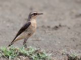 Northern Wheatear - Tapuit - Traquet motteux