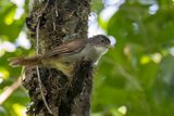 Placid Greenbul - Kenia-loofbuulbuul - Bulbul placide