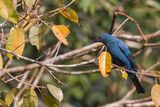 Asian Fairy Bluebird - Indische Blauwrug - Irne vierge (f)