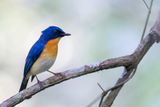 Tickells Blue Flycatcher - Tickells Niltava - Gobemouche de Tickell