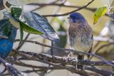 Tit-like Dacnis - Meespitpit - Xnodacnis msange