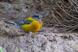 Peruvian Sierra Finch - Punasierragors - Phrygile du Prou (m)