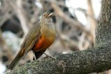 Rufous-bellied Thrush - Roodbuiklijster - Merle  ventre roux