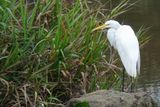 Great Egret - Grote Zilverreiger - Grande Aigrette