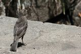 Shiny Cowbird - Glanskoevogel - Vacher luisant (f)