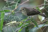 Double-collared Seedeater - Witbaarddikbekje - Sporophile  col double