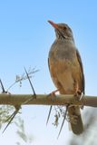 Bare-eyed Thrush - Brillijster - Merle cendr