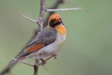 Red-headed Weaver - Scharlaken Wever - Tisserin carlate (m)