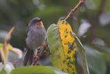 Chestnut-throated Apalis - Bergapalis - Apalis  gorge marron