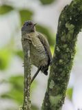 Fine-banded Woodpecker - Fijnstreepspecht - Pic  raies fines