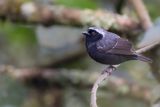 Grey-headed Nigrita - Grijskopnegervink - Nigrette  calotte grise