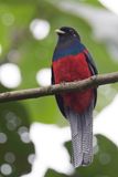 Bar-tailed Trogon - Bandstaarttrogon - Trogon  queue barre (m)