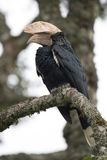 Silvery-cheeked Hornbill - Zilveroorneushoornvogel - Calao  joues argent (m)